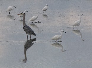 Héron et aigrettes garzettes